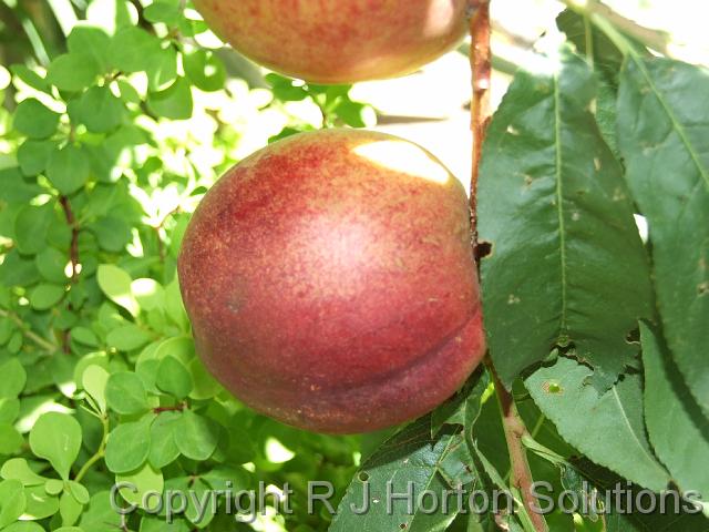 Nectarine Mt Macedon